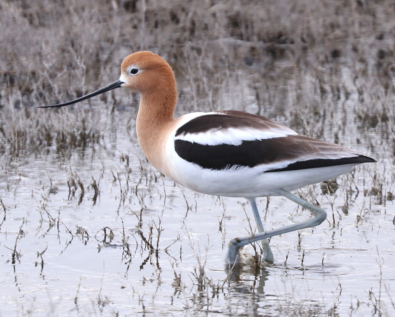 Rare chance to go 'behind the gates' at BR bird refuge